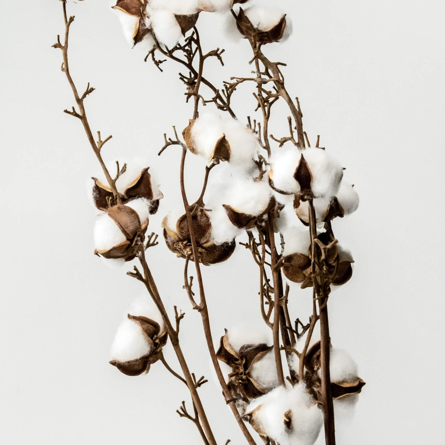 Pré-alvejamento de algodão e viscose à baixa temperatura